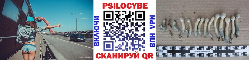 Псилоцибиновые грибы Psilocybe  Калтан 